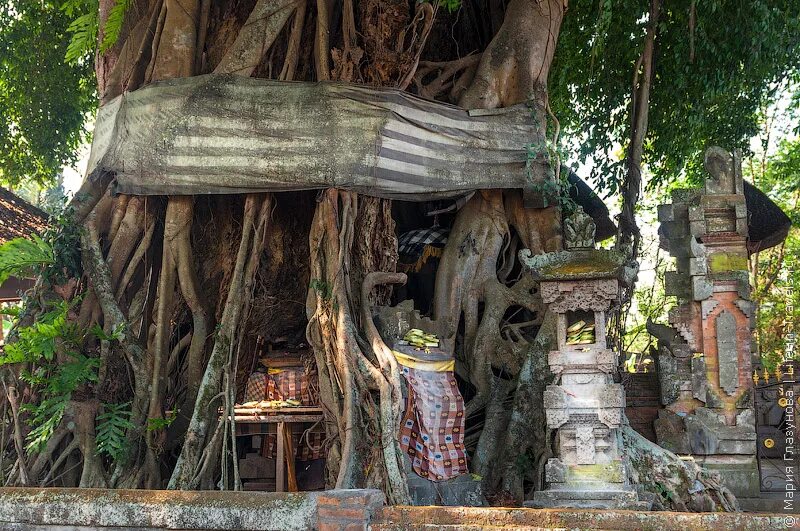 Баньян бали. Kapok tree дерево капок. Священное дерево на бали. Священное дерево на бали. Древние огромные деревья.