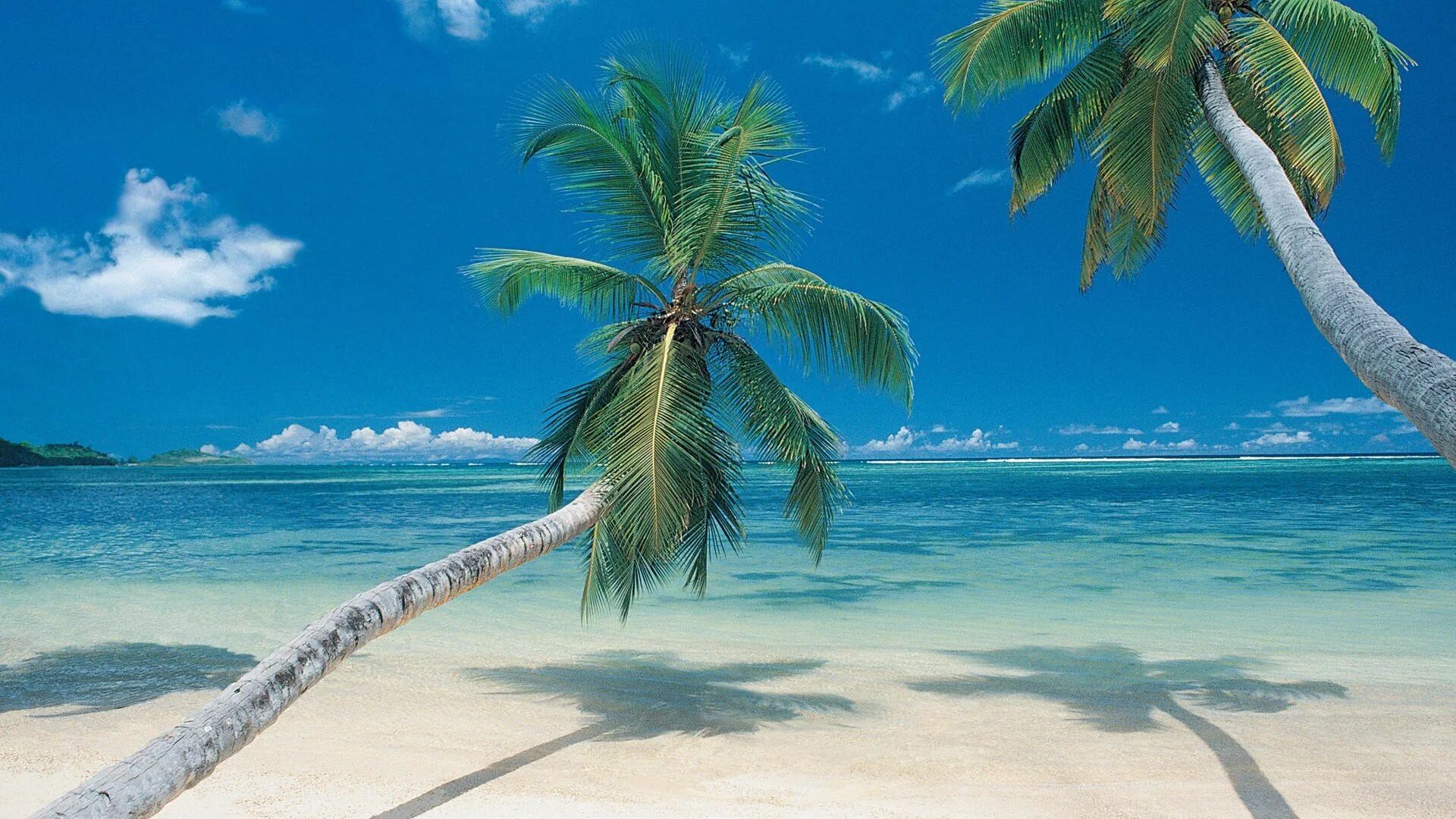 Карибские острова мексика. Парадиз остров Карибского моря. Карибское море Доминикана. Красивый пляж. Пляж с пальмами.