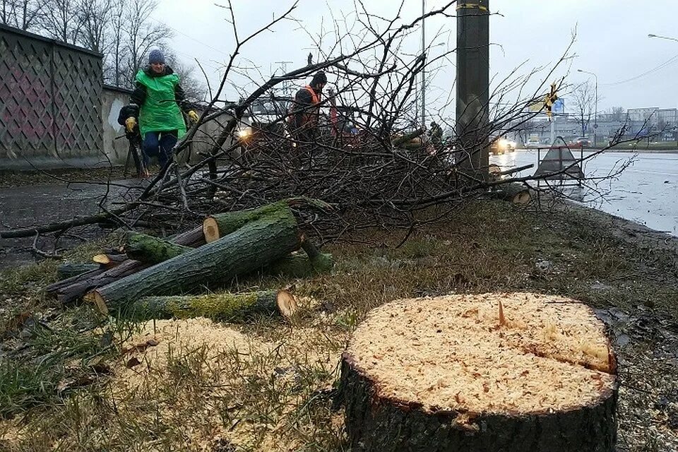 Графиоз Вязов. Вырубка больных деревьев. Голландская болезнь деревьев. Вырубка лесов в Санкт-Петербурге. Start cutting