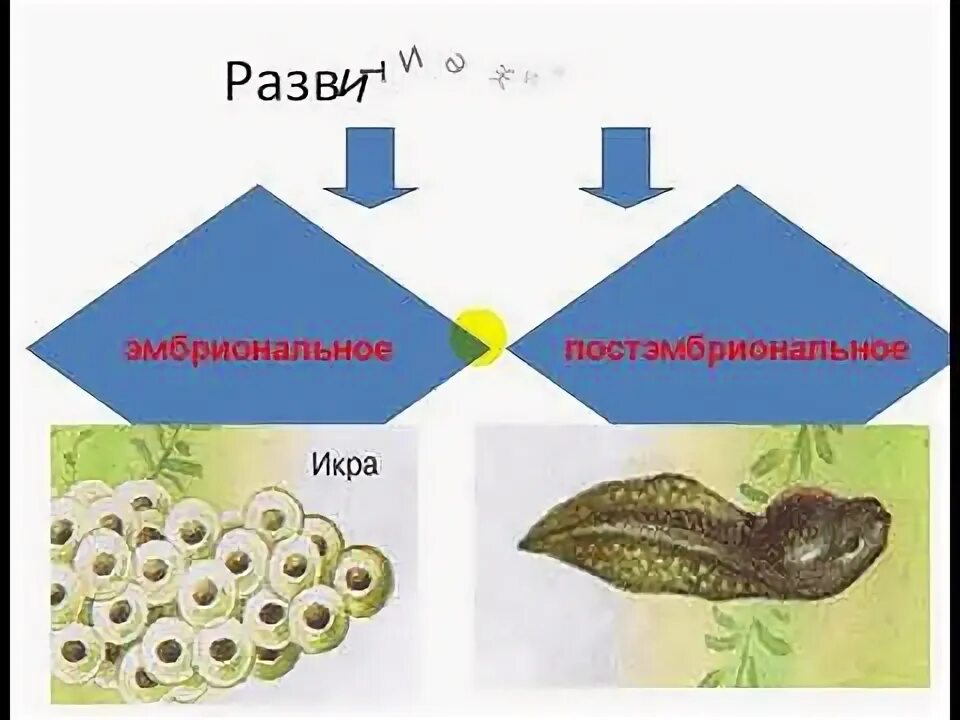 Типы развития животных биология 8 класс. Рост и развитие животных биология. Рост и развитие животных 6 класс. Рост и развитие животных 6 класс биология. Рост это в биологии.