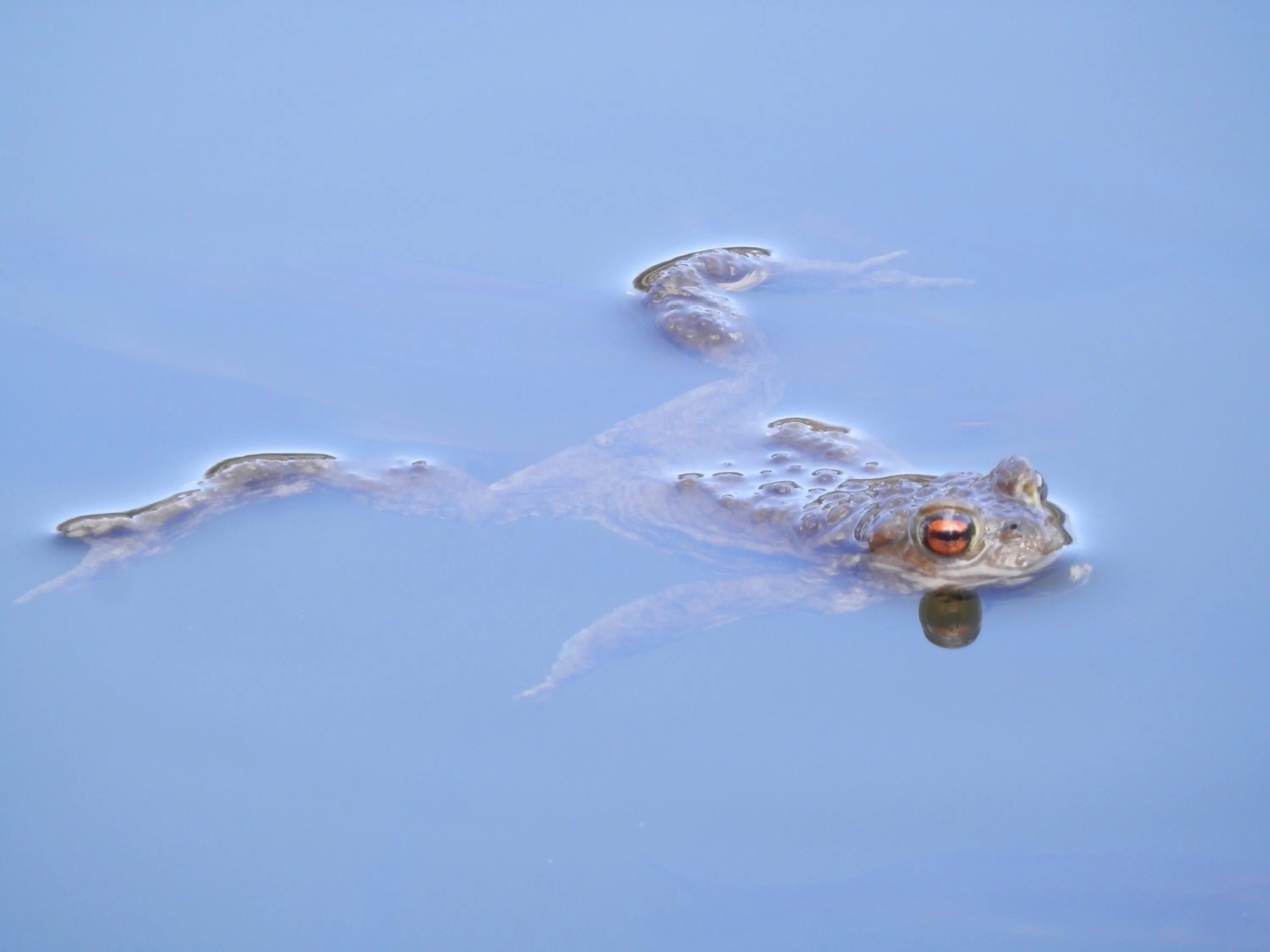 Лягушки в соленой воде. Лягушка плывет. Лягушка в воде. Лягушонок плывет. Лягушка плавает в воде.