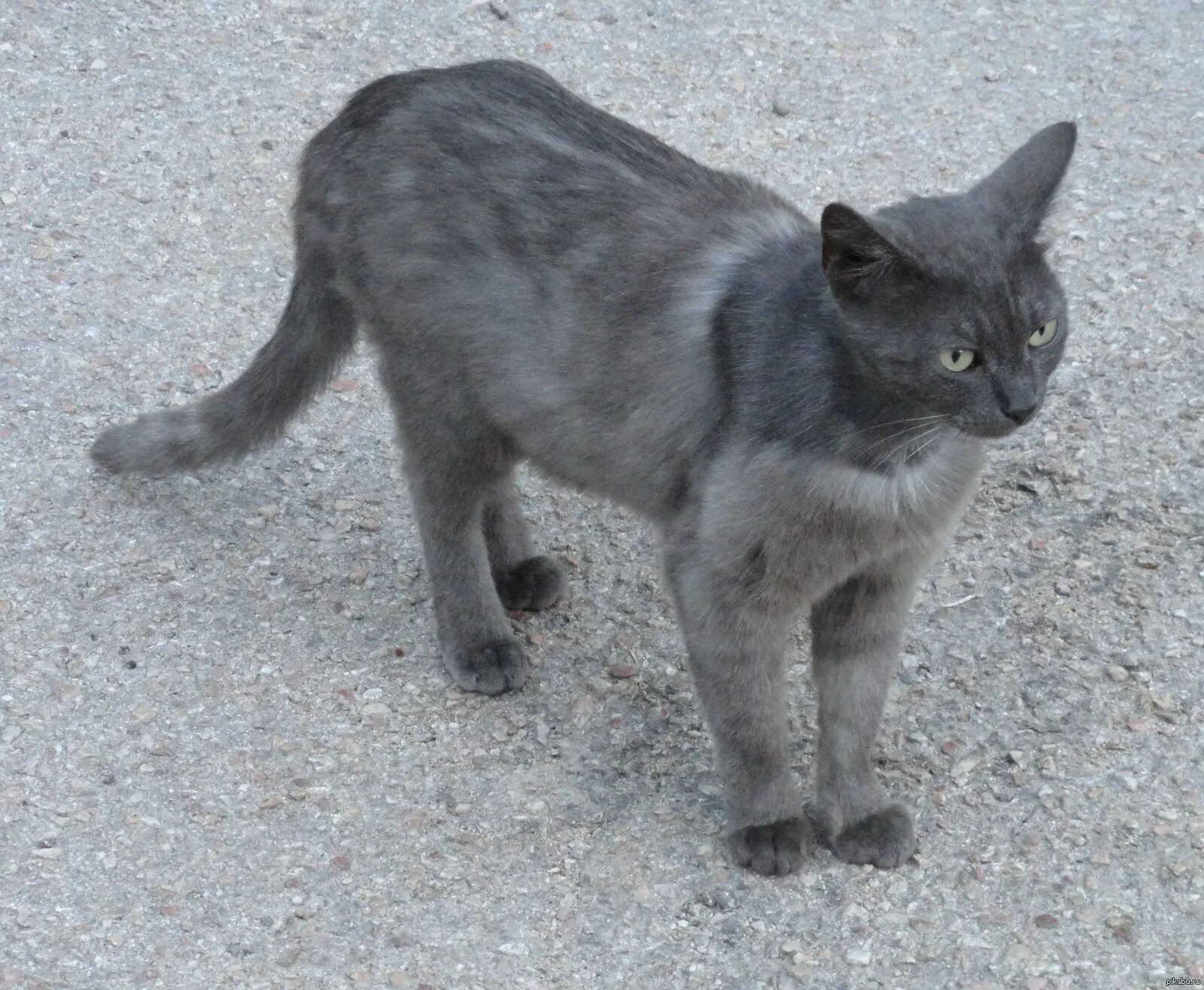 Кот линяет летом что делать. Кошка линяет. кошачья линька. дворовые котята линяют. породы кошек которые мало линяют.