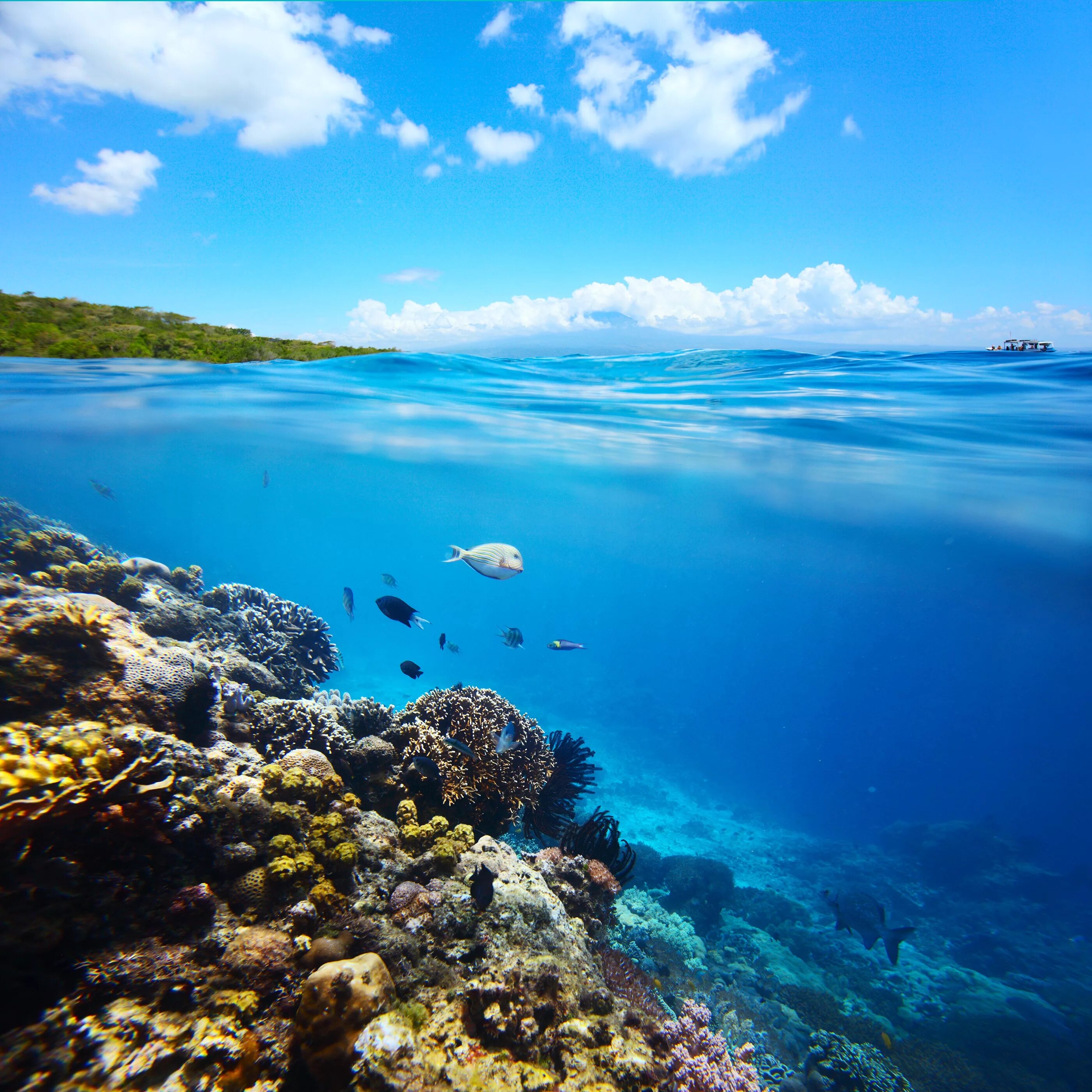 Вода океанов и морей составляет. Рифы в океане. Моря и океаны. Красота моря. Океан под водой.