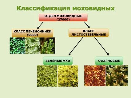 Группа растений мхи