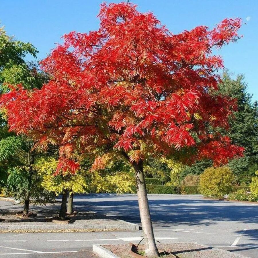 Рябина Додонг. Рябина обыкновенная 'Dodong'. Sorbus Dodong рябина. Рябина смешанная Додонг.