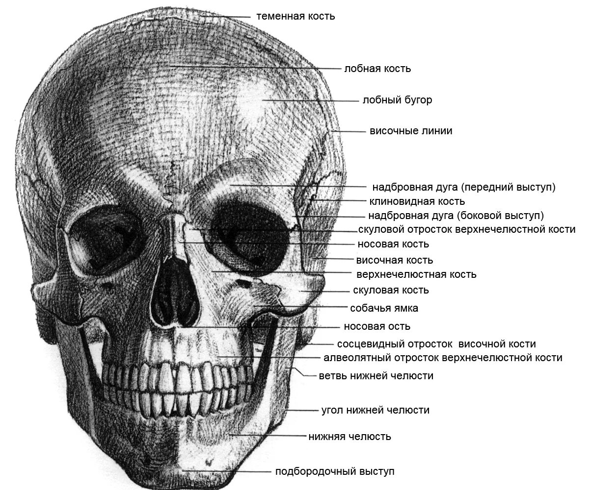 Кости лицевого отдела черепа человека вид спереди. Кости черепа Баммес. Кости лицевого отдела черепа анатомия. Череп написать