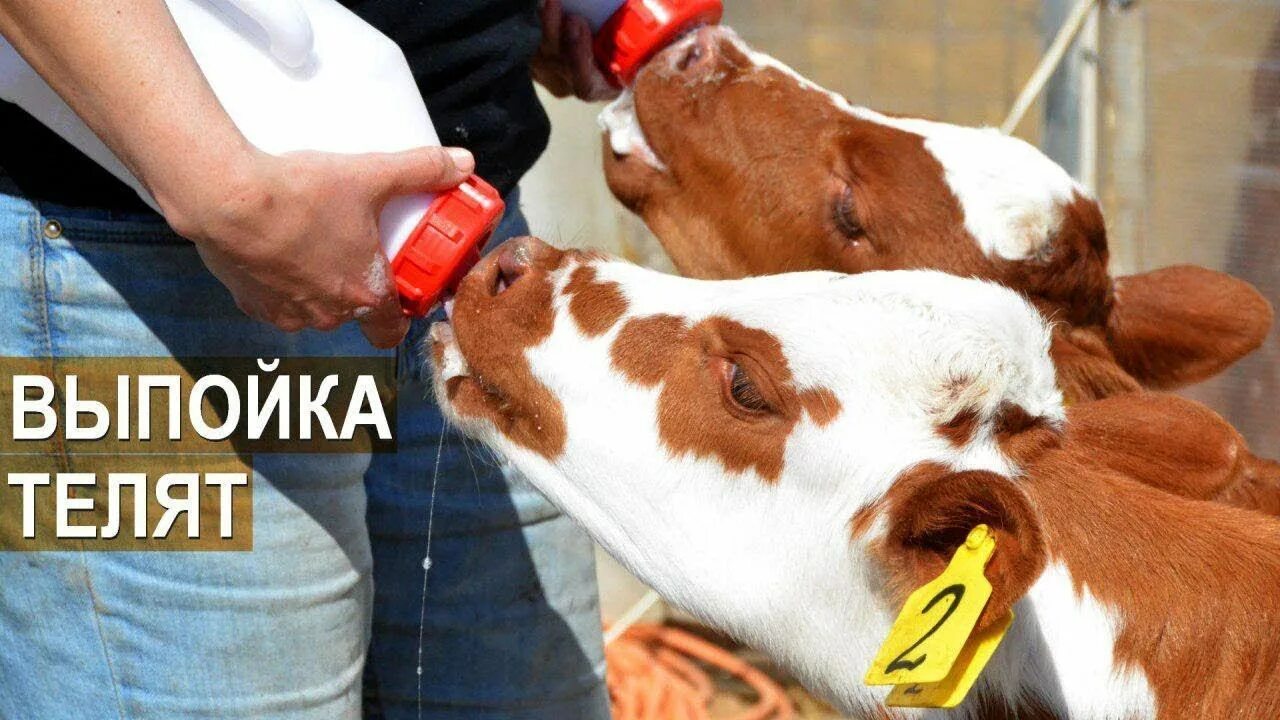 Молоко для телят. Поилка для телят. Фермы кфх герефорд. Выпойка телят молоком. Выпойка телят молозивом.