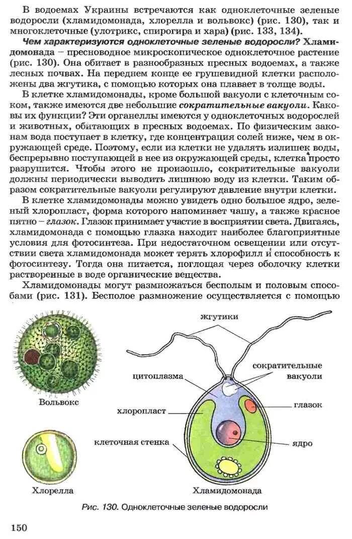 Органеллы водоросли