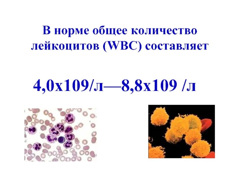 Сколько лейкоцитов у мужчины. Общее количество лейкоцитов (WBC). Лейкоциты WBC норма. Лейкоциты WBC В крови норма. Абсолютное количество лейкоцитов.