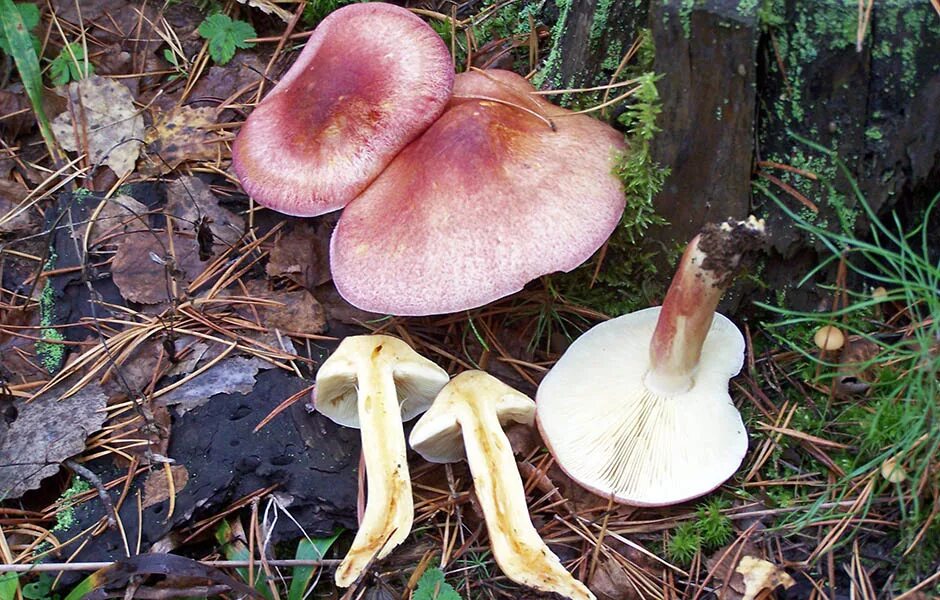 рядовка розовая. рядовка красная. рядовка розовая. рядовка розовая. рядовка розовая.