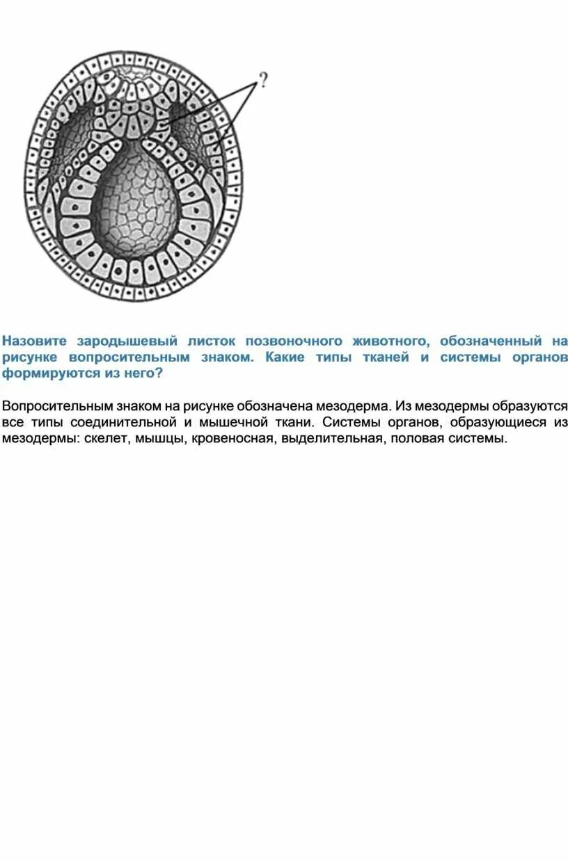 Установите соответствие между зародышевыми листками позвоночных. Установите соответствие между зародышевыми листками позвоночных