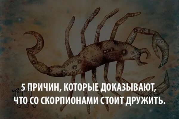 скорпион лучший. смешные фразы про скорпионов. прикольный скорпион. дружить со скорпионом. скорпион дружит с человеком.