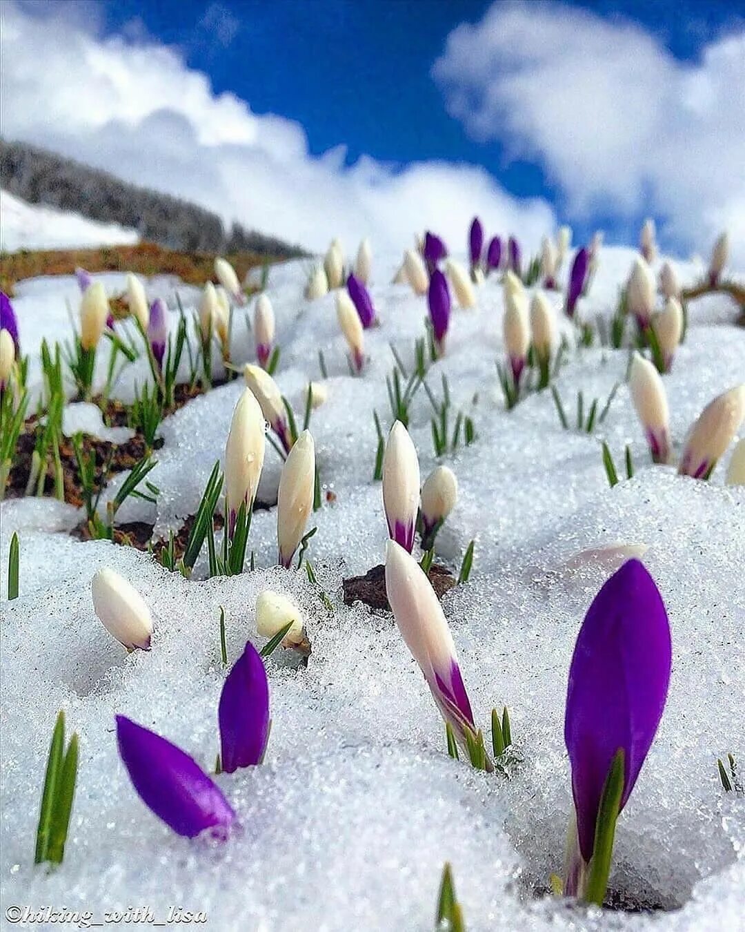 Весенние цветы. Красивые подснежники. Крокусы в снегу.
