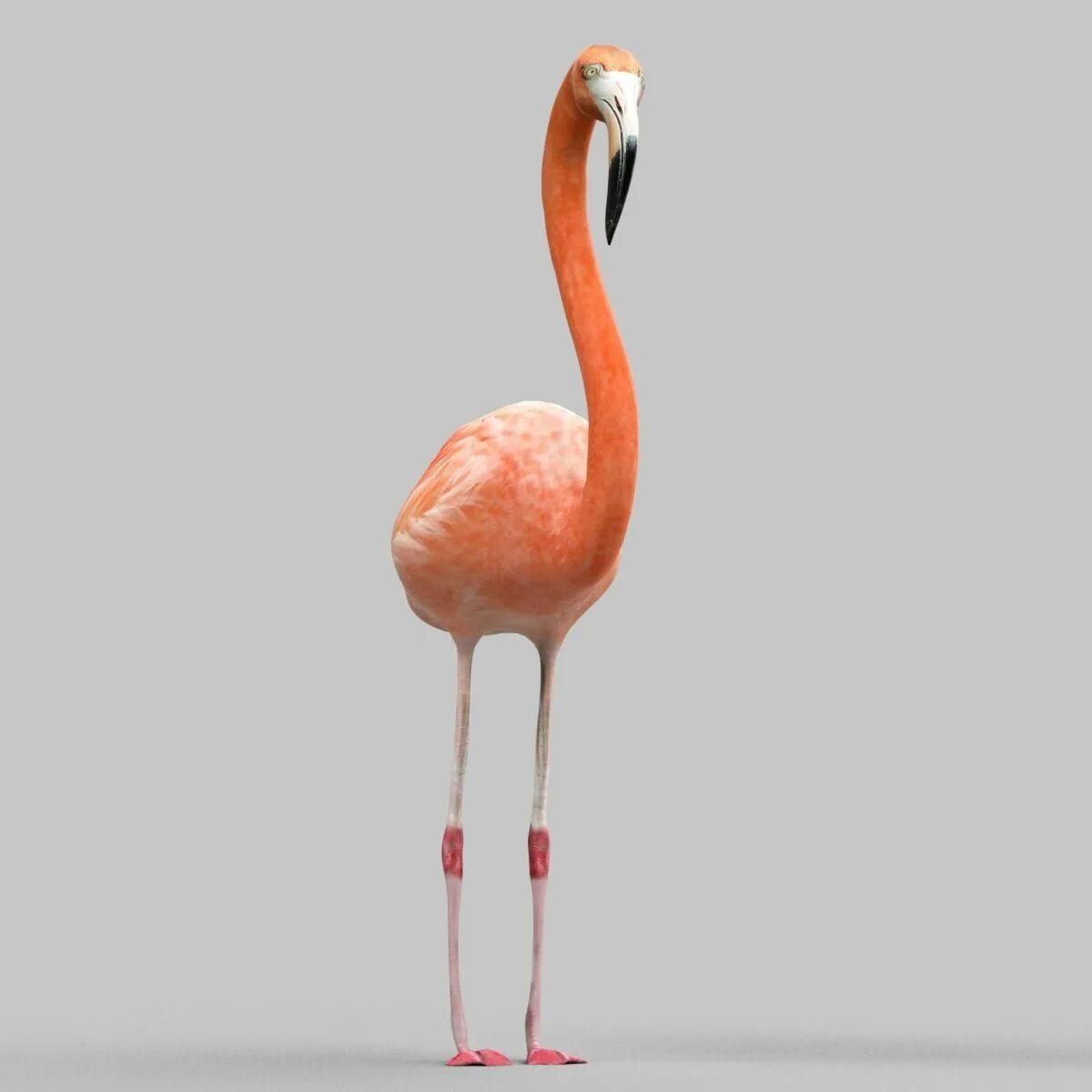 Модель фламинго. Flamingo 3d. 3d model flamingo. low poly фламинго. 3д модель фламинго подставка.