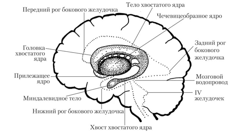 Хвостатое ядро мозга. Хвостатое ядро анатомия. Головка хвостатого ядра анатомия. Хвостатое ядро мозга строение. Подкорковые ядра головного мозга схема.