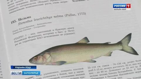 Нельма штраф