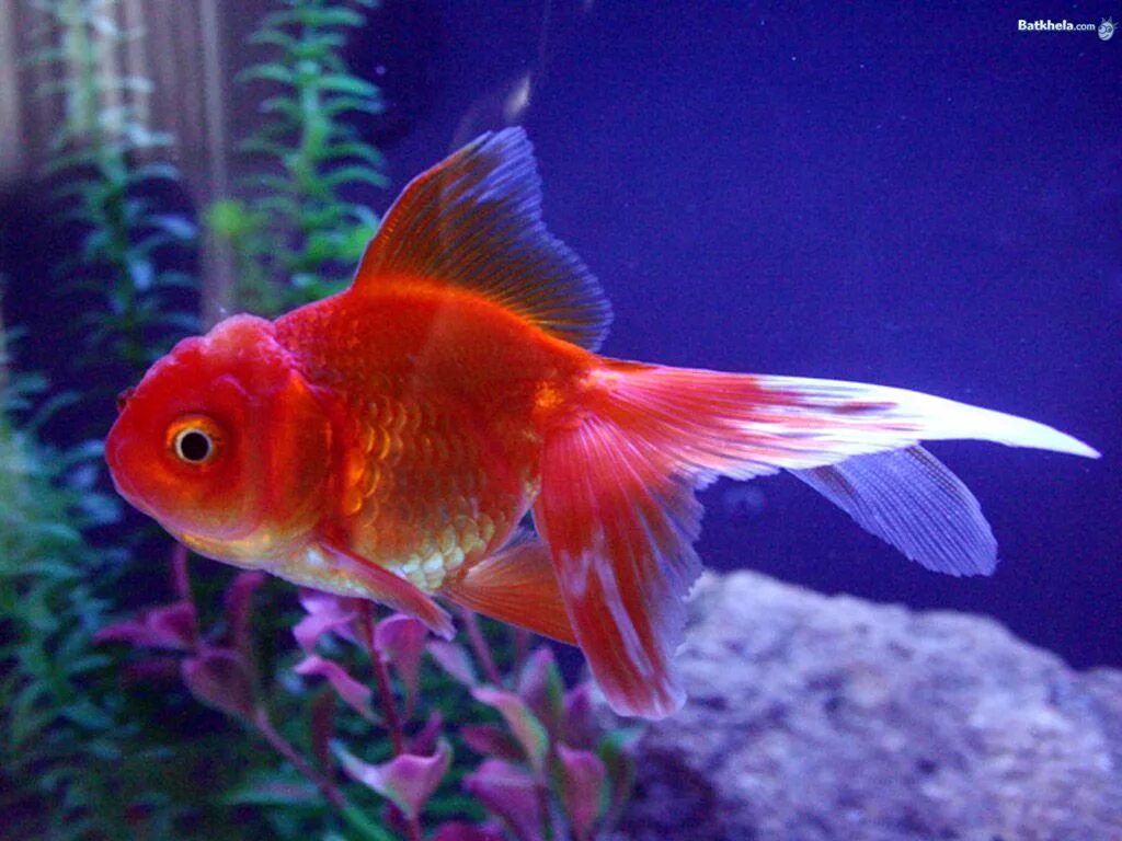 Pets fish. Золотая рыбка Оранда красная. Аквариумная рыбка Оранда красная шапочка. Рыбки Голден Фиш. Оранда рыбка аквариумная голубая.