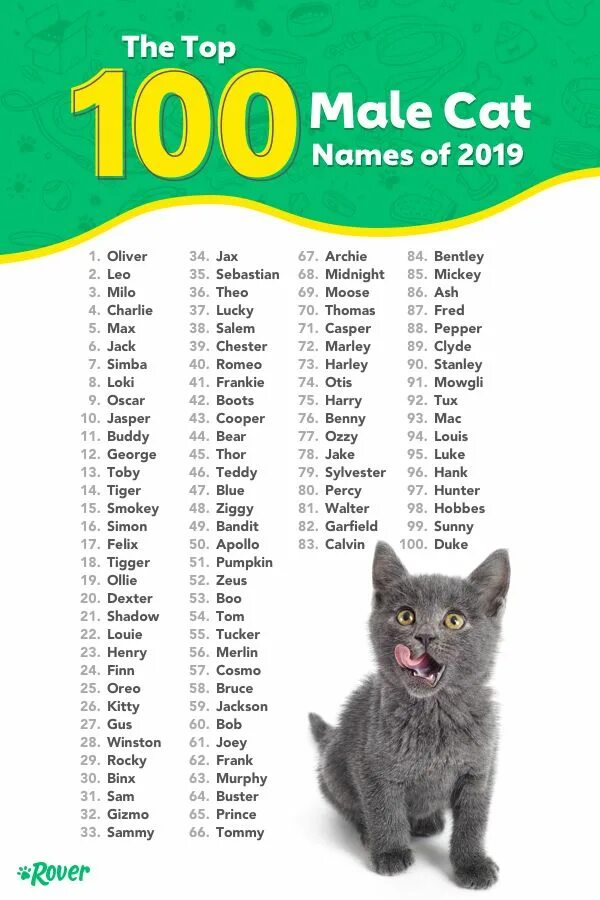 Имена для кошек. Имя для кошечки. Имена для котят. Имя для котика.