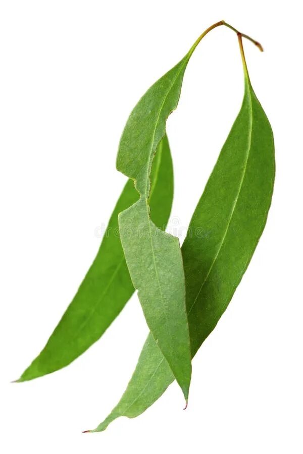 Gum leaves. Эвкалипт болотный. Gum leaves. Эвкалипт кладокалис. Листья эвкалипта на белом фоне.