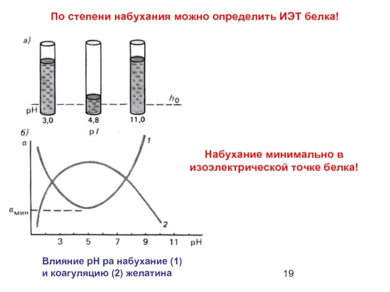 Белковая точка. Степень набухания в изоэлектрической точке белка. Определение изоэлектрической точки белков. Метод определения ИЭТ белков. Влияние РН на набухание.