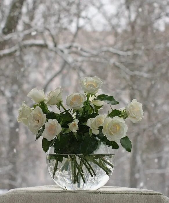 Цветы под снегом. Оранжевая роза на снегу. Доброе утро цветы в снегу картинки. Нежные розы на снегу. Цветы в инее и снегу.