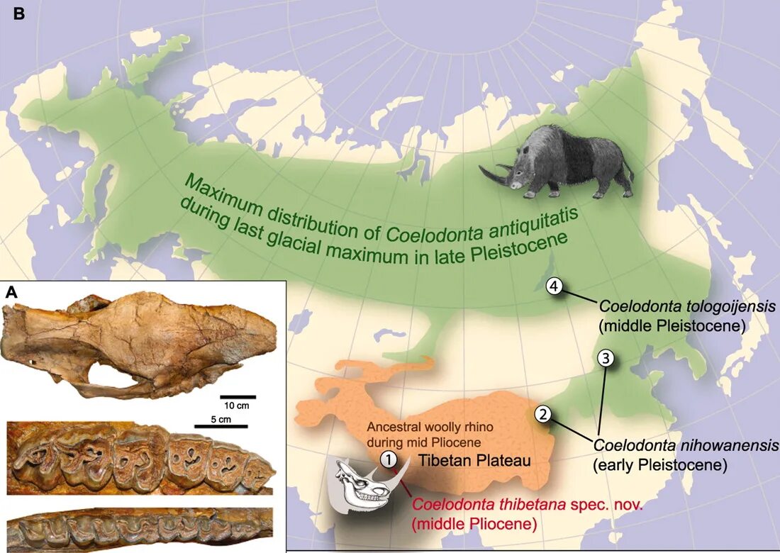 Coelodonta thibetana. Шерстистый носорог ареал обитания. Территория обитания шерстистого носорога. Где обитают носороги на карте.