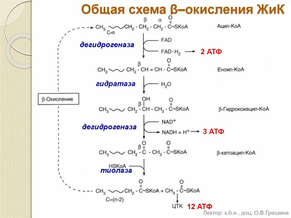 Бета гидроксиацил КОА окисление. Бета гидроксиацил КОА В бета кетоацил КОА. Ацил КОА дегидрогеназа. Гидроксиацил-КОА дегидрогеназа. Реакции бета окисления