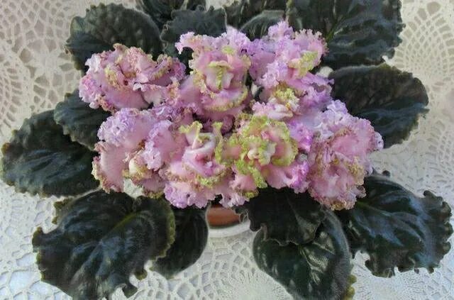 Фиалка ли. Сорт фиалки вивьен ли. Ле вивьен фиалка. Фиалка сорт ек-вивьен ли. Фиалка ли.