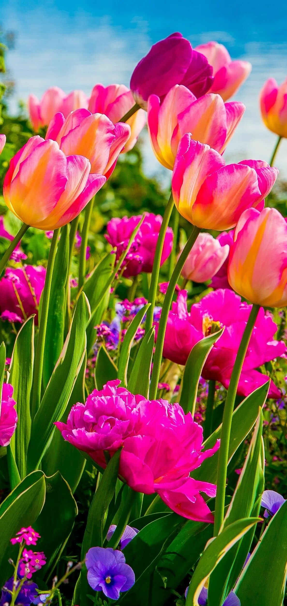 Тюльпан Одри. Шикарные тюльпаны. Яркие тюльпаны. Весенние цветы тюльпаны. Заставка на телефон тюльпаны вертикально