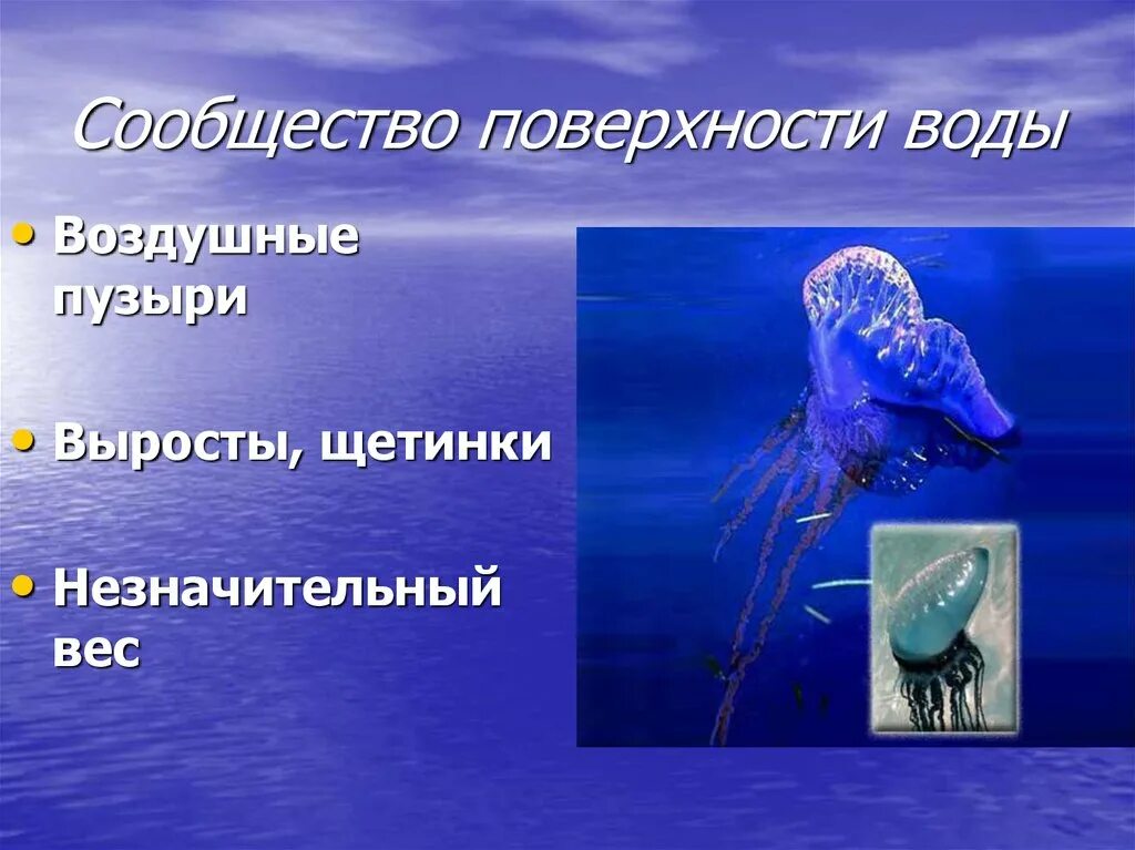 Обитатели толщи воды. Сообщество поверхности воды обитатели. Сообщество толщи воды. Представители поверхности воды.