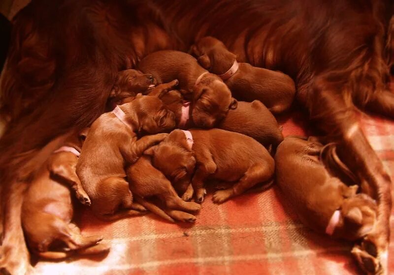 Сколько щенков может родить. Щенки шпица Новорожденные. Родившиеся щенки шпица.