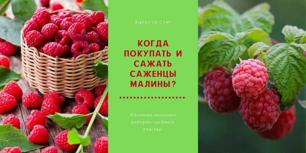 Саженцы малины. Рассада малины. Саженцы малины упаковка. Малина Кумберленд саженцы.