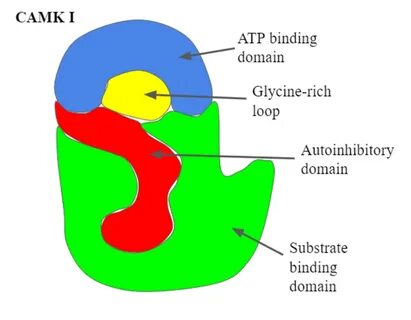 Gambar 2: Ilustrasi grafis dari domain kasar protein kinase 1 yang bergantu...
