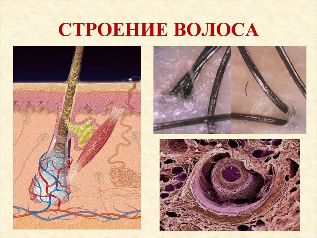 Структура волоса. Строение волоса. Строение волоса человека. Строение волоса под микроскопом.