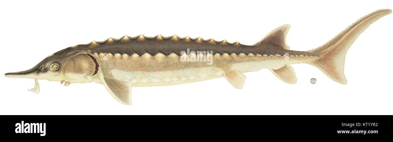 Амурский осетр. Осетр дети. Севрюга – acipenser stellatus pallas, 1771. Осетр рисунок. Сибирский осётр сбоку.