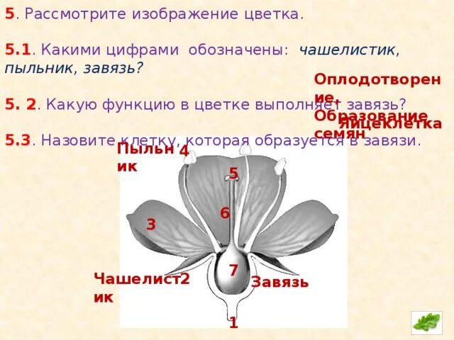 Функция завязи в цветке биология 6 класс. Функция завязи у цветка 6 класс. Какую функцию в цветке выполняет завязь 6 класс. Завязь функция 6 класс. Какую функцию в цветке выполняет завязь ответ