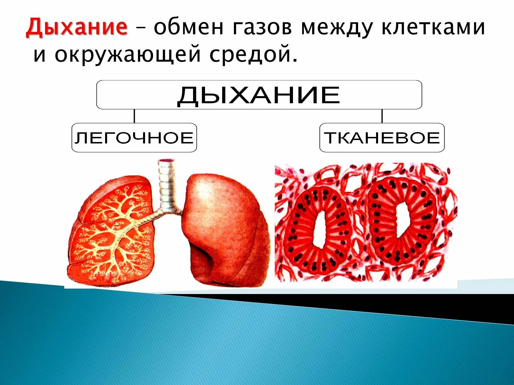 Газообмен между легкими и окружающей средой. Дыхание обмен газов между клетками и окружающей средой. Строение газообмена. Дыхание и газообмен. Обмен газов между легкими