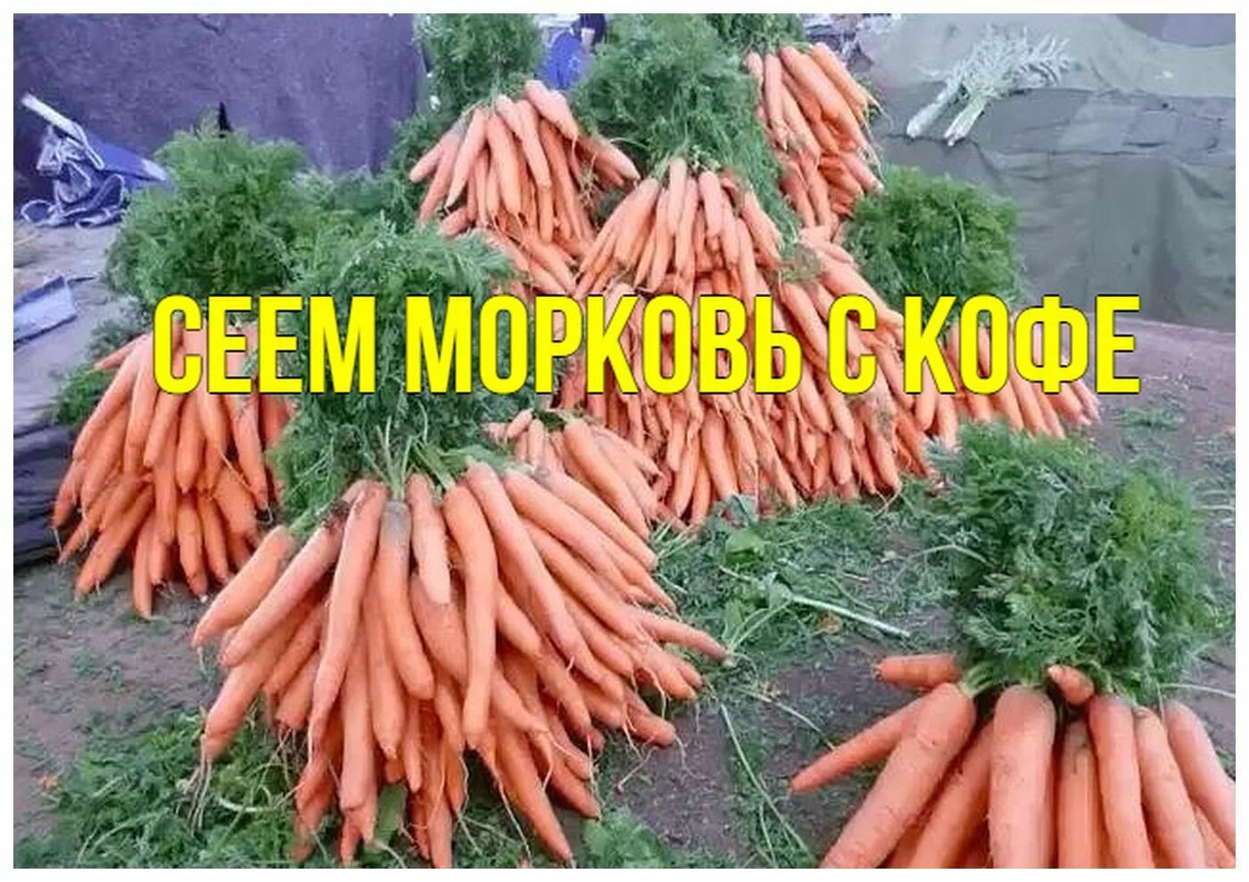 Где находится марковка