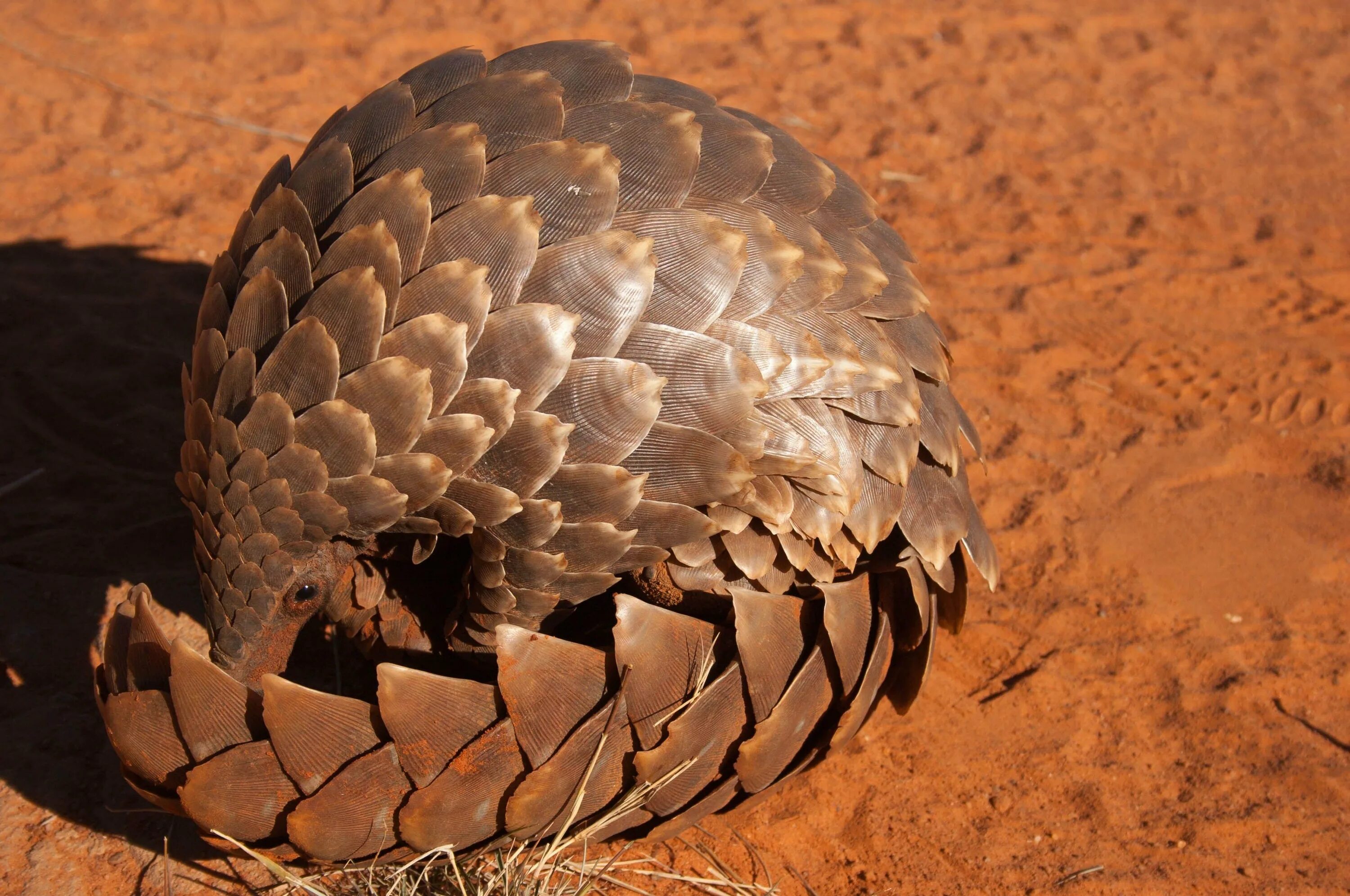 Pangolin
