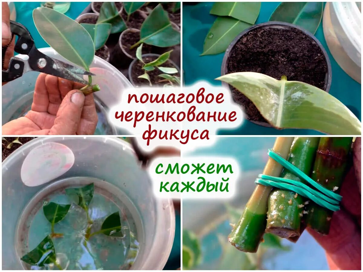 Омолодити, та ще й розмножити фікус - простіше простого Школа Життя