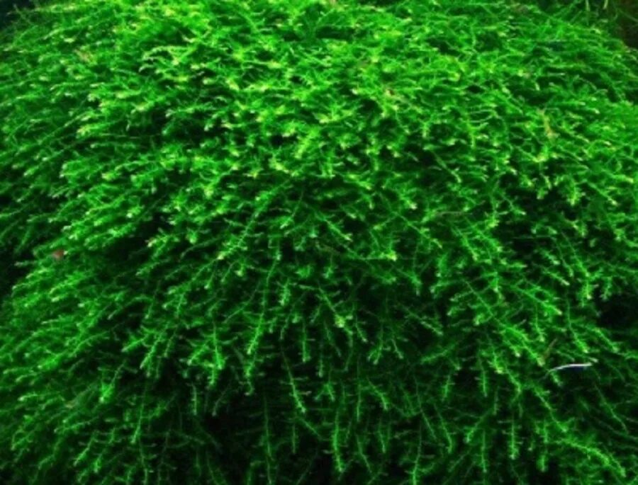 Bubble). Мох баббл. Bubble). Мох бабл- moss. Мох bubble moss.