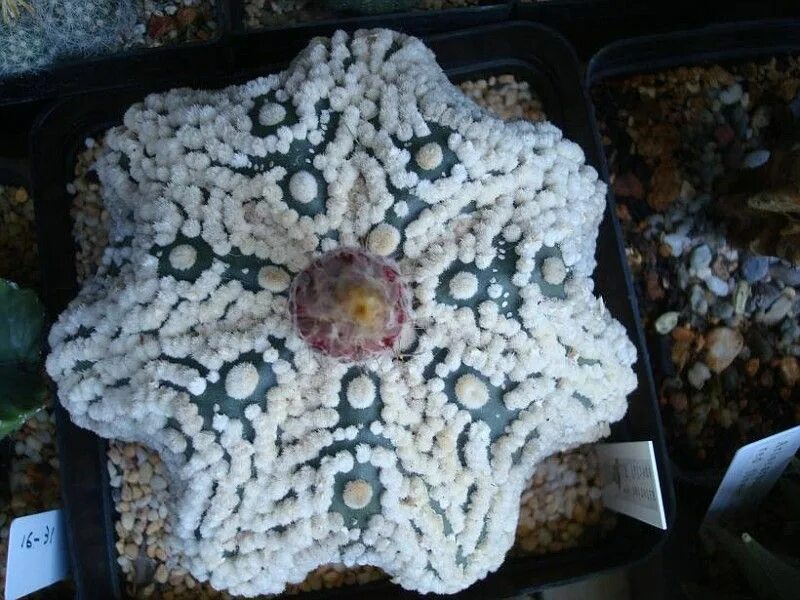 Astrophytum asterias. Астрофитум астериас миракл. astrophytum asterias kabuto. astrophytum asterias super kabuto. астрофитум астериас кикко.
