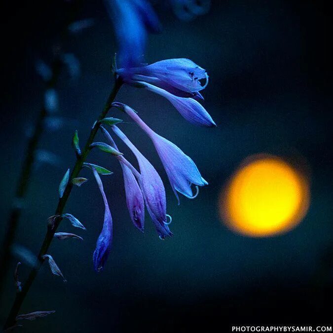 тайна цветочной луны. убийцы цветочной луны кадры. мартина скорсезе убийцы цветочной луны. лунный цветок. цветы фэнтези.