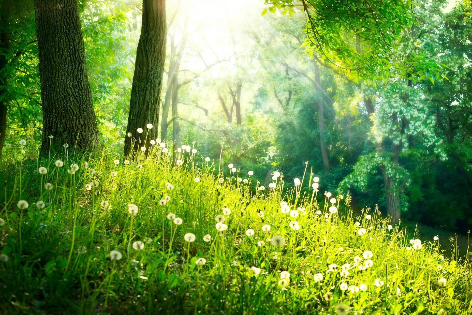 Летний лес. Природа зелень. Красивая Полянка в лесу. Летняя природа. Natural spring