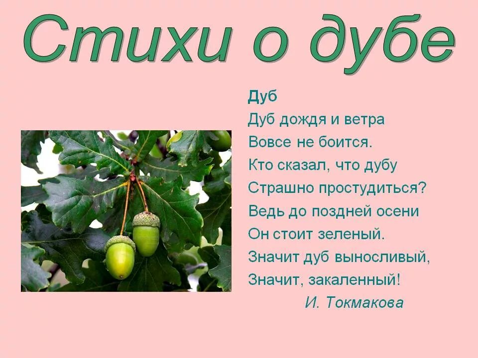 Слова про дерево. Стихотворение про дуб. Стихотворение про дуб для детей. Стихи про деревья. Загадка про дуб.