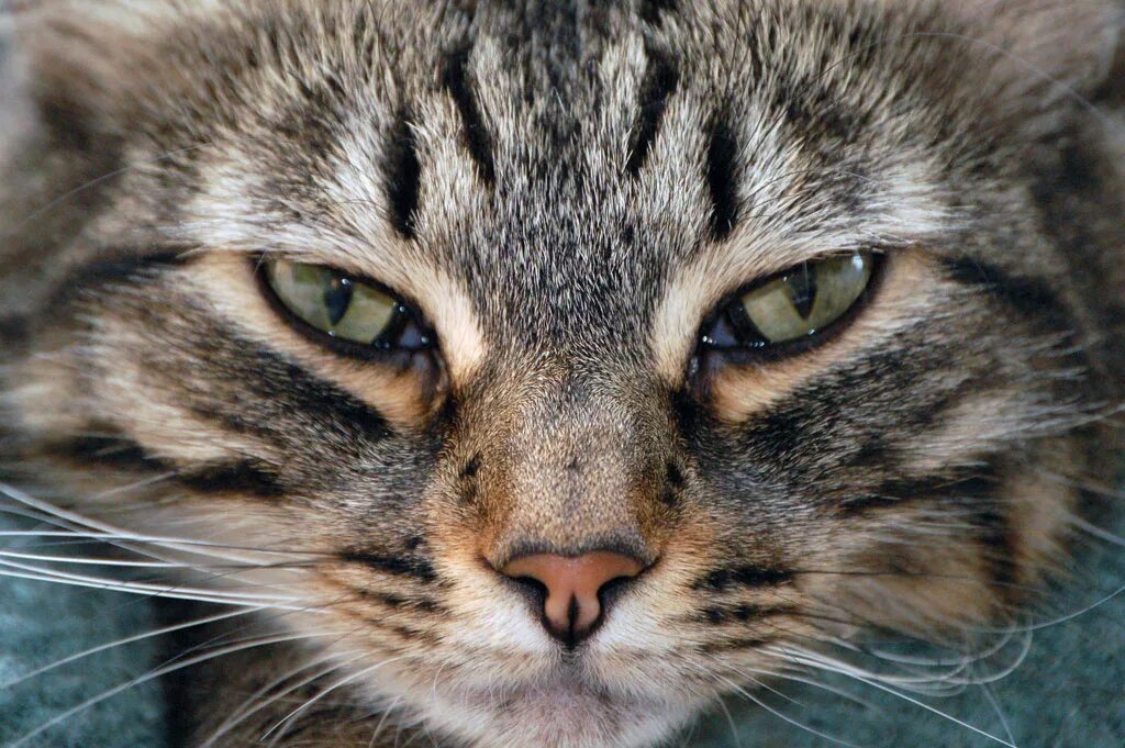 Кошки на которых нет аллергии