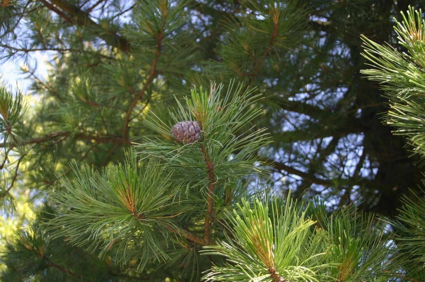 Сосна новое слово. Кедр Сибирский Pinus sibirica. Pinus Cembra. Кедр Сибирский сосна Сибирская Pinus sibirica. Сибирский кедр (Pinus sibirica du Tour).