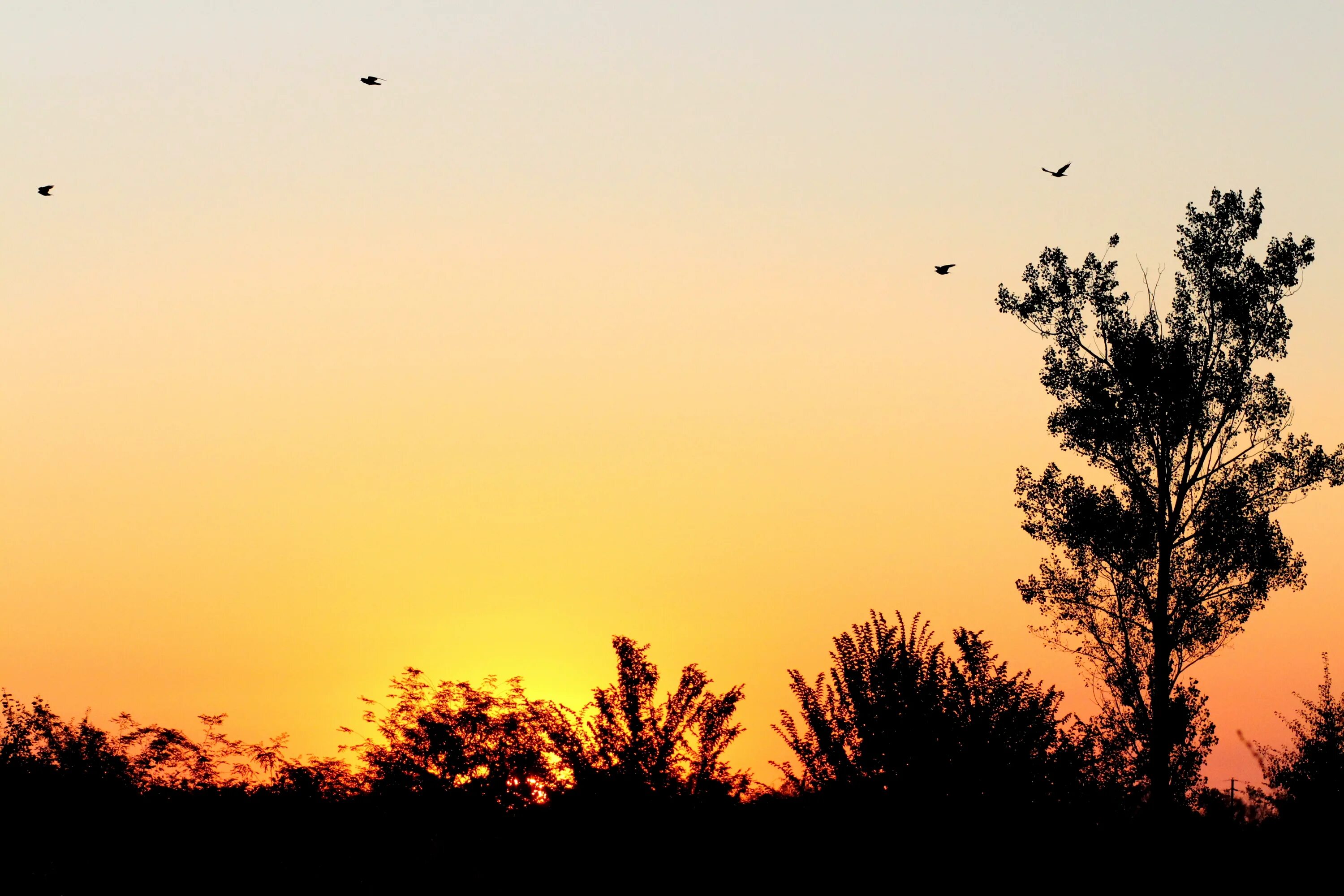 Стая птиц. Птицы на закате. Sunrise bird. Птицы на закате фото. Чайки на закате.