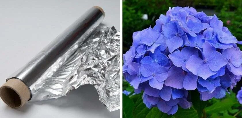 Полить гортензию для цвета. Алюминий для цвета гортензии. Для изменения цвета гортензии. Подкраска для гортензии. Полив гортензии.