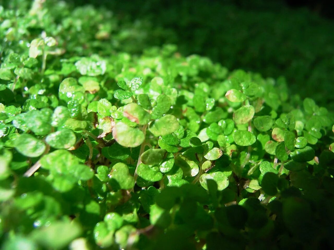 Baby plant. Солейролия Хельксина. Солейролия зеленая. Гелксина цветок. Солейролия сорняк.